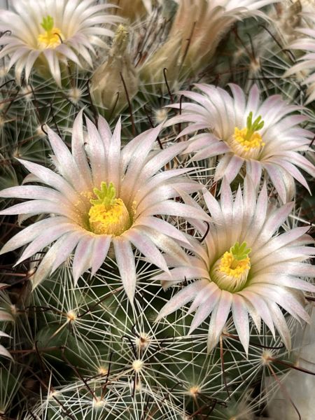 Mammillaria barbarta - Pinaleno Mountains